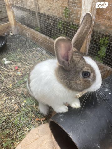 תמונת מודעה - חיות מחמד