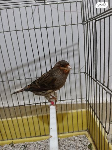 תמונת מודעה - חיות מחמד