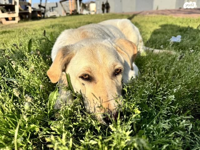 תמונת מודעה - חיות מחמד