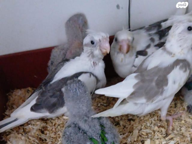 תמונת מודעה - חיות מחמד