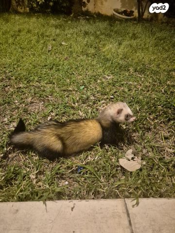 תמונת מודעה - חיות מחמד