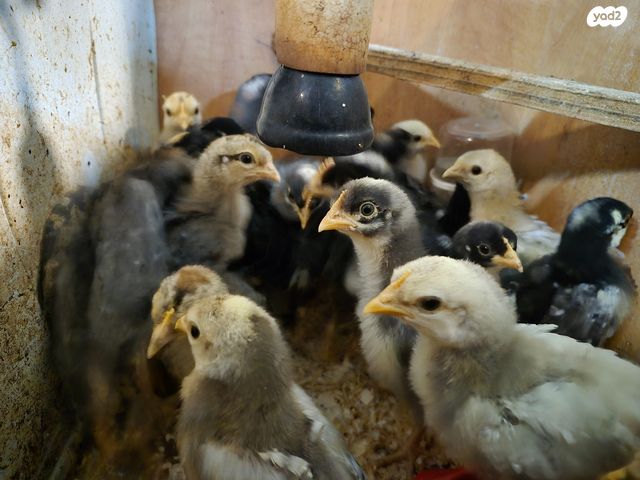 תמונת מודעה - חיות מחמד