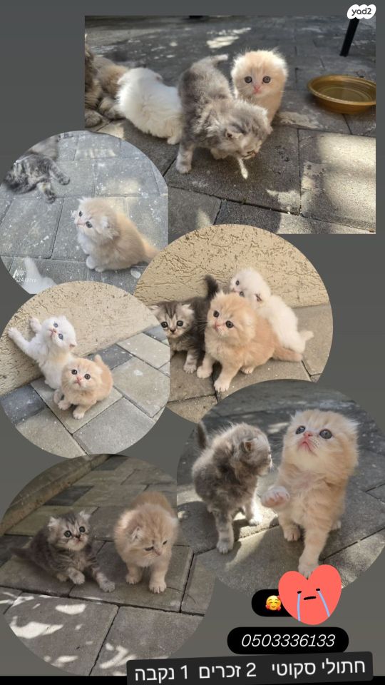 תמונת מודעה - חיות מחמד