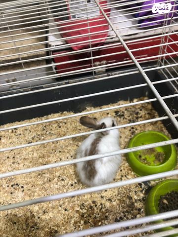 תמונת מודעה - חיות מחמד