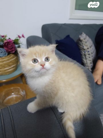 תמונת מודעה - חיות מחמד