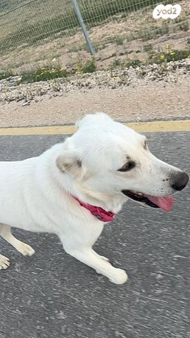 תמונת מודעה - חיות מחמד