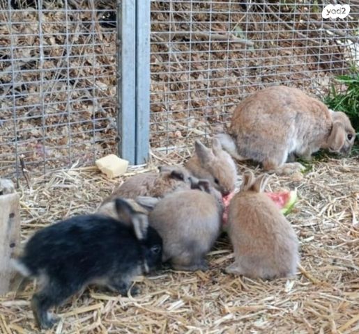 תמונת מודעה - חיות מחמד