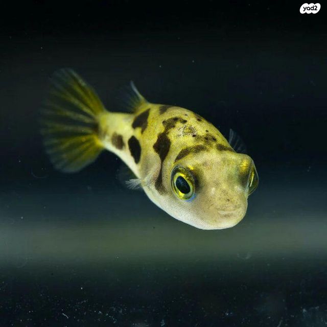 תמונת מודעה - חיות מחמד