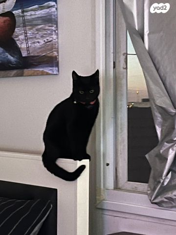 תמונת מודעה - חיות מחמד