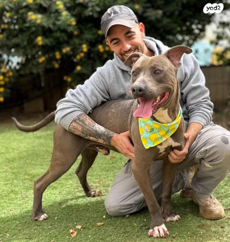 תמונת מודעה - חיות מחמד