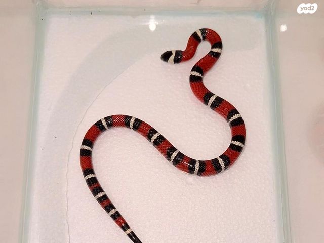 תמונת מודעה - חיות מחמד