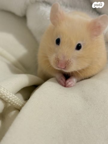 תמונת מודעה - חיות מחמד