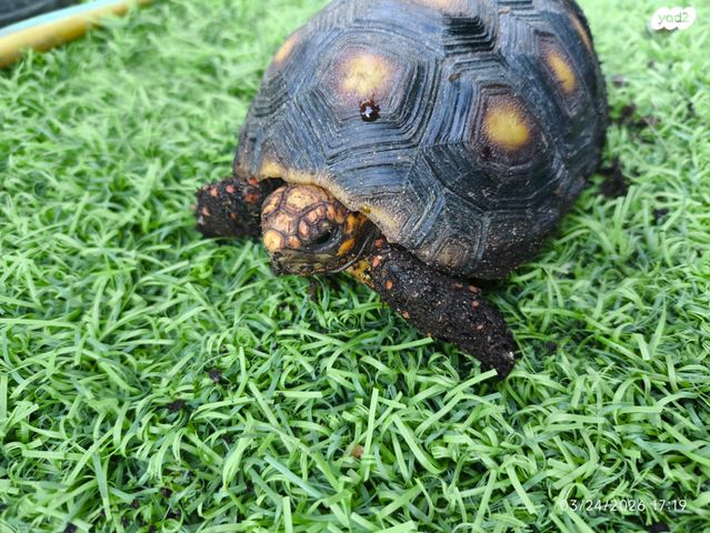 תמונת מודעה - חיות מחמד