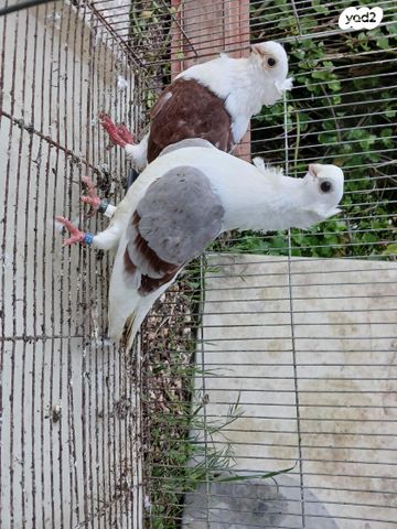 תמונת מודעה - חיות מחמד