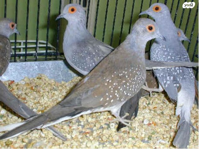 תמונת מודעה - חיות מחמד