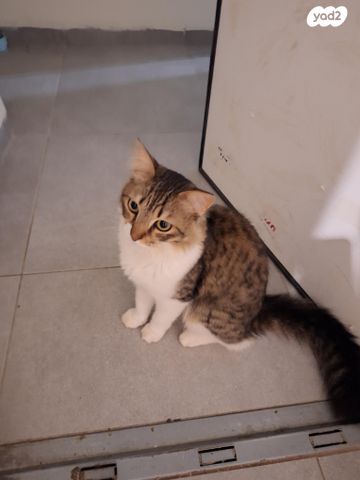 תמונת מודעה - חיות מחמד