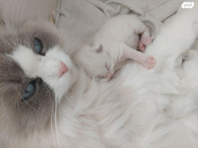 תמונת מודעה - חיות מחמד