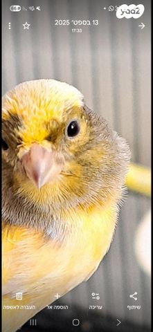 תמונת מודעה - חיות מחמד