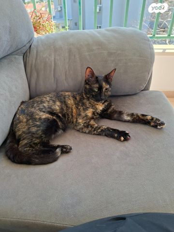 תמונת מודעה - חיות מחמד