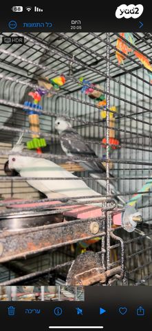 תמונת מודעה - חיות מחמד