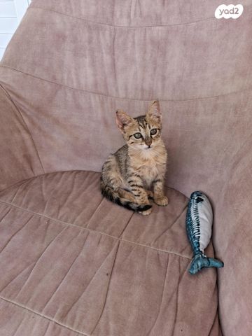 תמונת מודעה - חיות מחמד