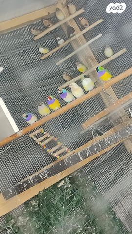 תמונת מודעה - חיות מחמד