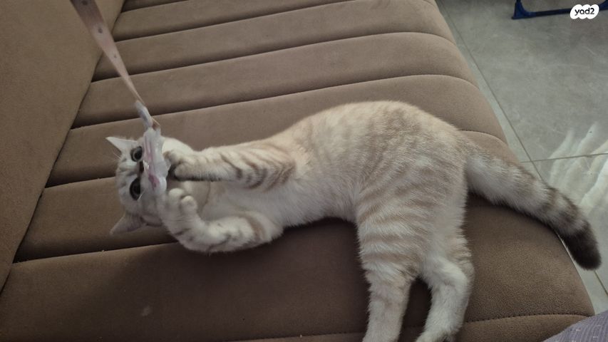 תמונת מודעה - חיות מחמד