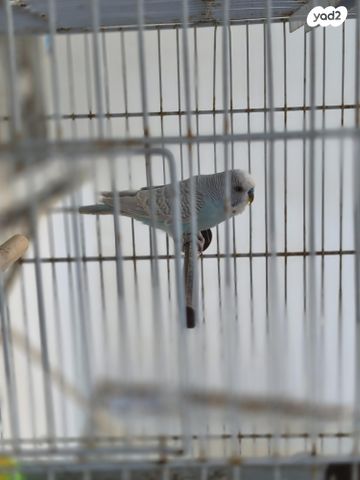 תמונת מודעה - חיות מחמד