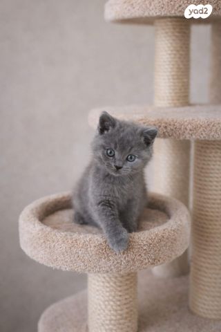 תמונת מודעה - חיות מחמד