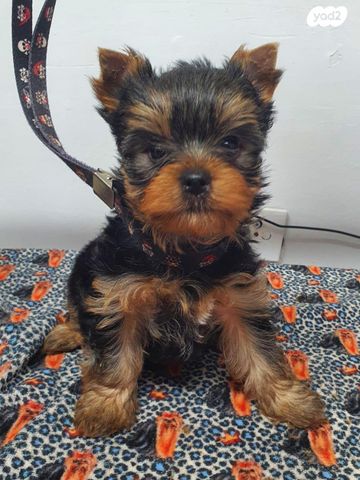 תמונת מודעה - חיות מחמד