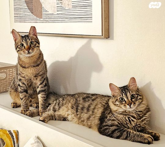 תמונת מודעה - חיות מחמד