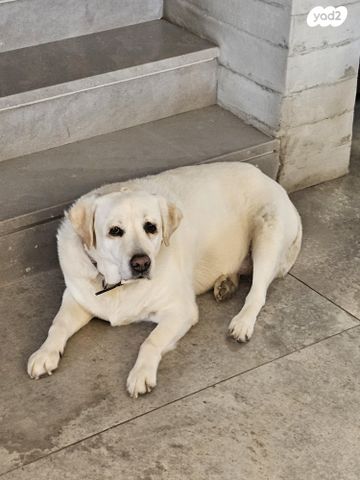 תמונת מודעה - חיות מחמד