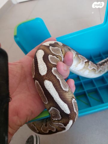 תמונת מודעה - חיות מחמד