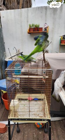 תמונת מודעה - חיות מחמד