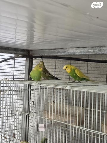 תמונת מודעה - חיות מחמד