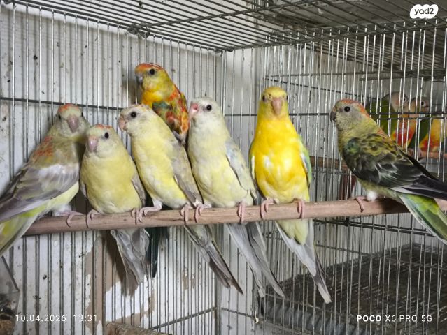 תמונת מודעה - חיות מחמד