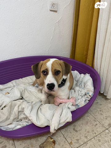 תמונת מודעה - חיות מחמד