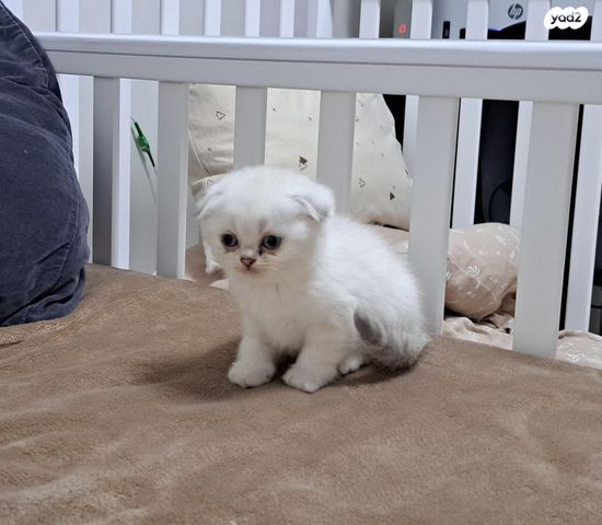 תמונת מודעה - חיות מחמד