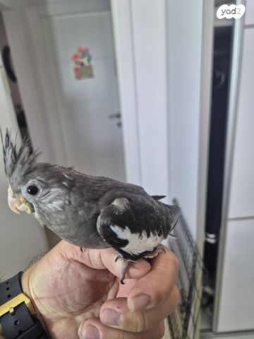 תמונת מודעה - חיות מחמד