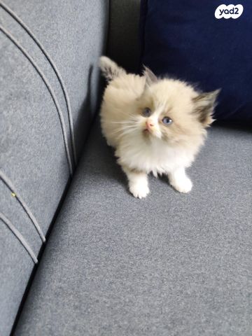 תמונת מודעה - חיות מחמד