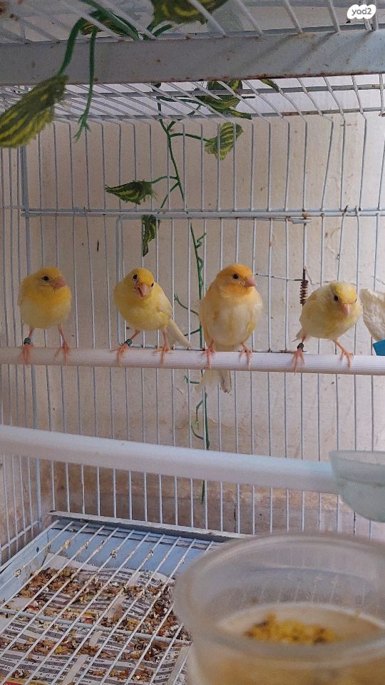 תמונת מודעה - חיות מחמד