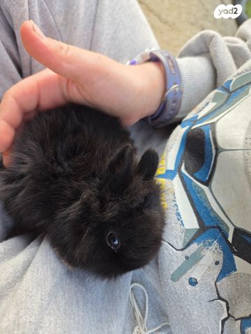 תמונת מודעה - חיות מחמד