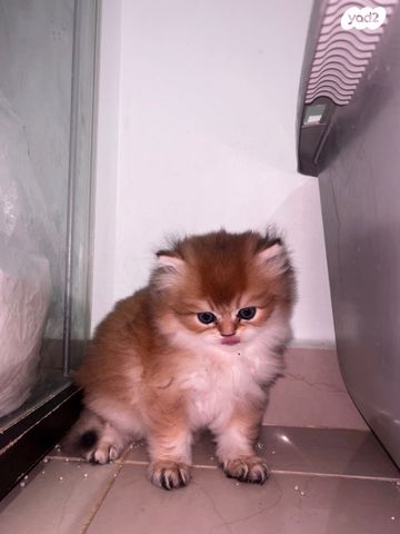 תמונת מודעה - חיות מחמד