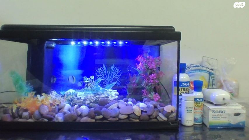 תמונת מודעה - חיות מחמד