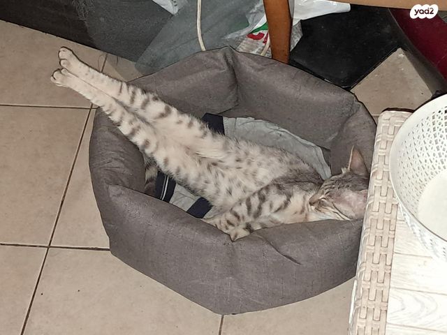 תמונת מודעה - חיות מחמד