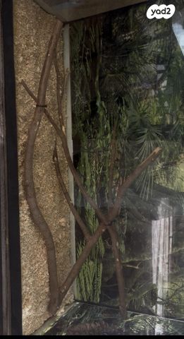 תמונת מודעה - חיות מחמד