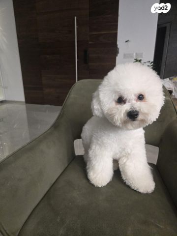 תמונת מודעה - חיות מחמד