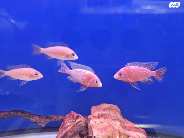 תמונת מודעה - חיות מחמד