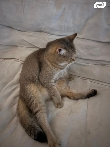 תמונת מודעה - חיות מחמד