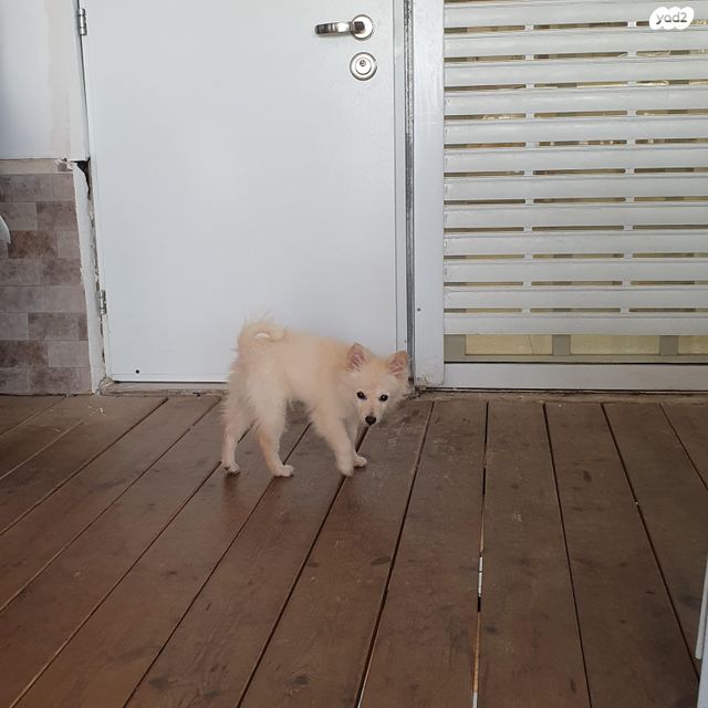 תמונת מודעה - חיות מחמד